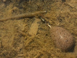 Korda Pear Swivel