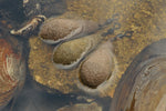 Korda Textured Distance Casting